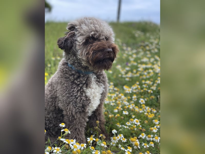 Lagotto Romagnolo Welpen reinrassige