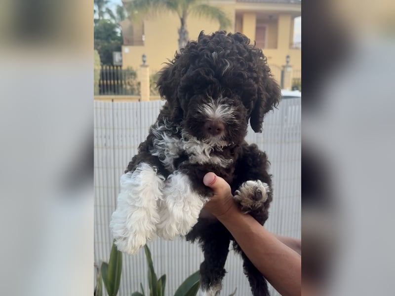 Lagotto Romagnolo Welpen reinrassige