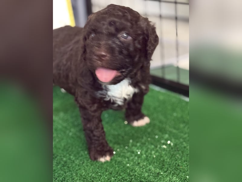 Lagotto Romagnolo Welpen reinrassige