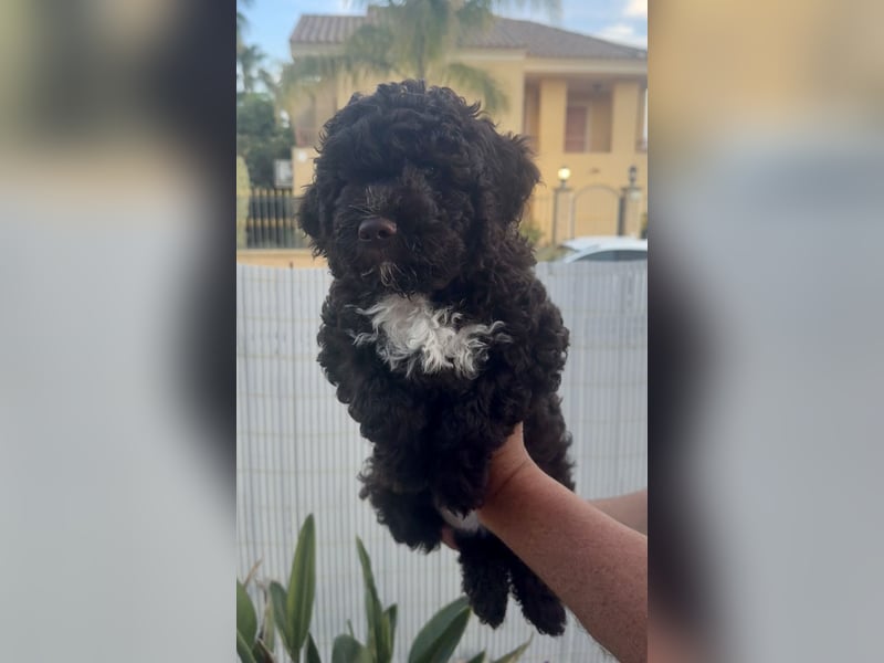 Lagotto Romagnolo Welpen reinrassige