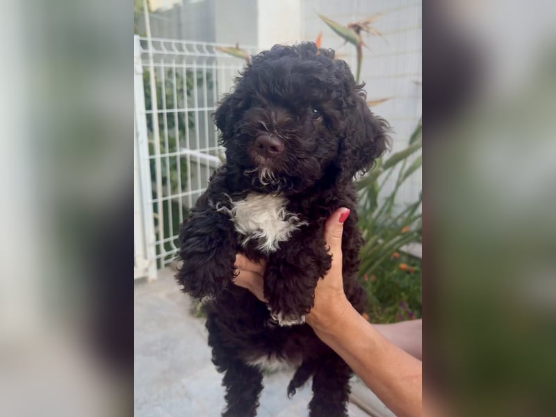 Lagotto Romagnolo Welpen reinrassige