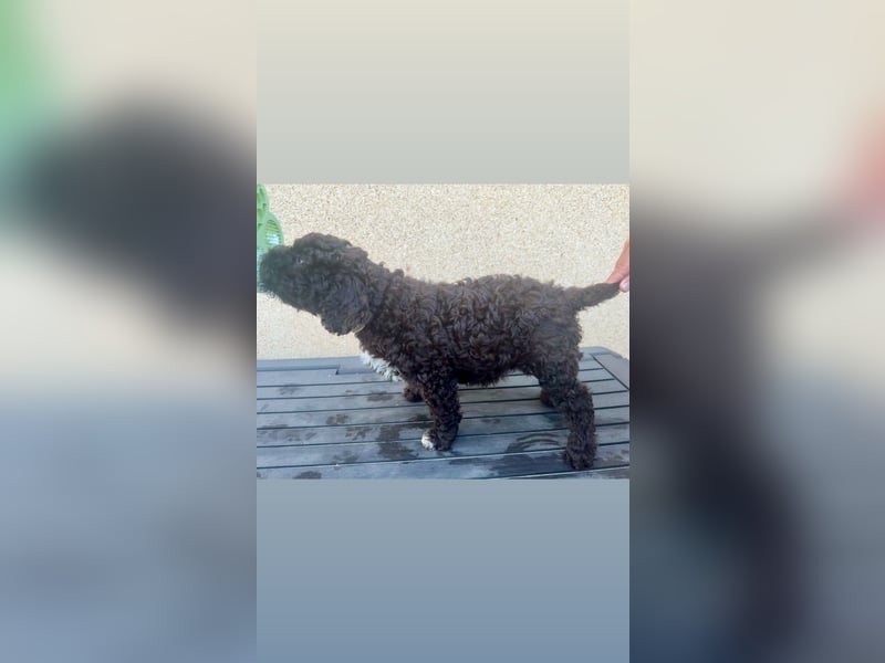 Lagotto Romagnolo Welpen reinrassige