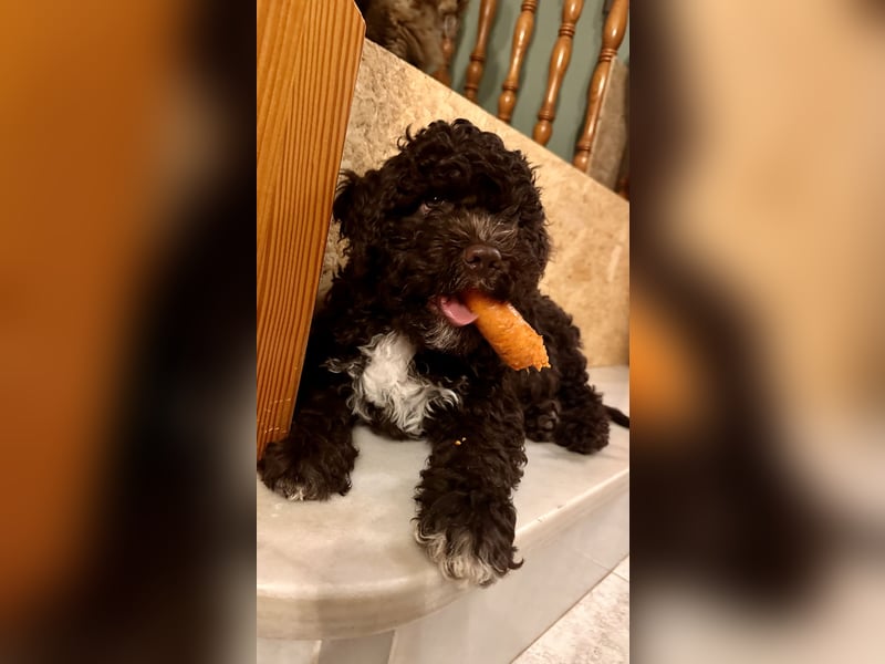 Lagotto Romagnolo Welpen reinrassige