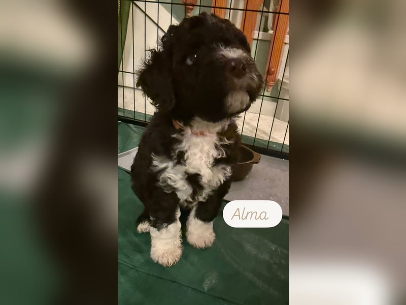 Lagotto Romagnolo Welpen reinrassige