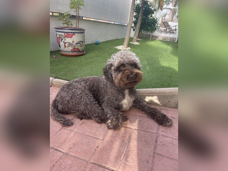 Lagotto Romagnolo Welpen reinrassige