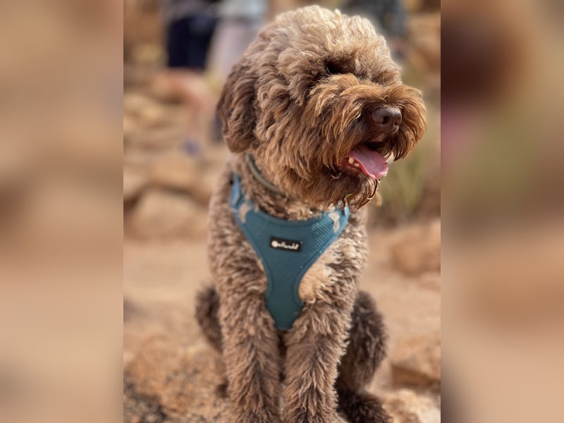 Lagotto Romagnolo Welpen reinrassige