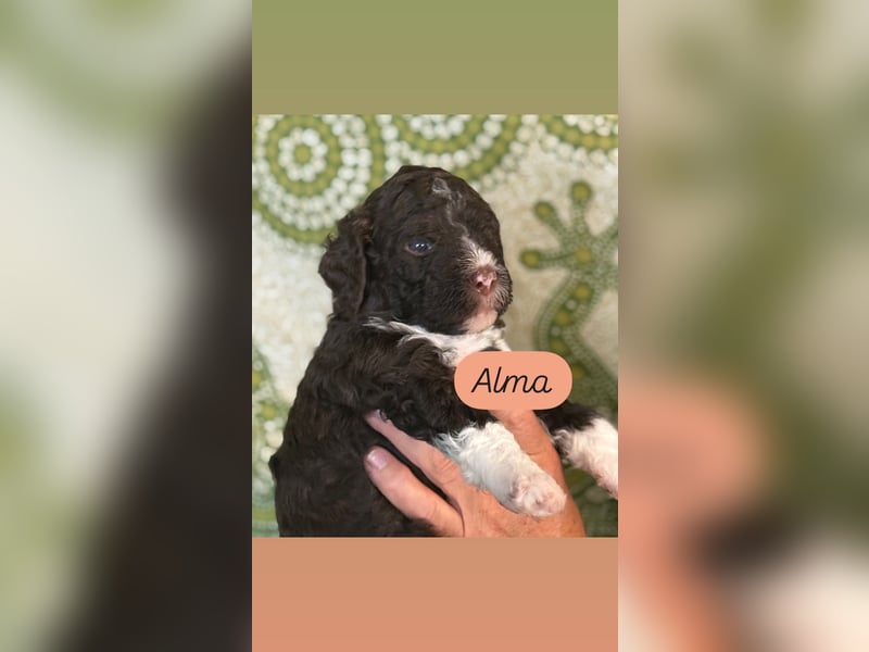 Lagotto Romagnolo Welpen reinrassige