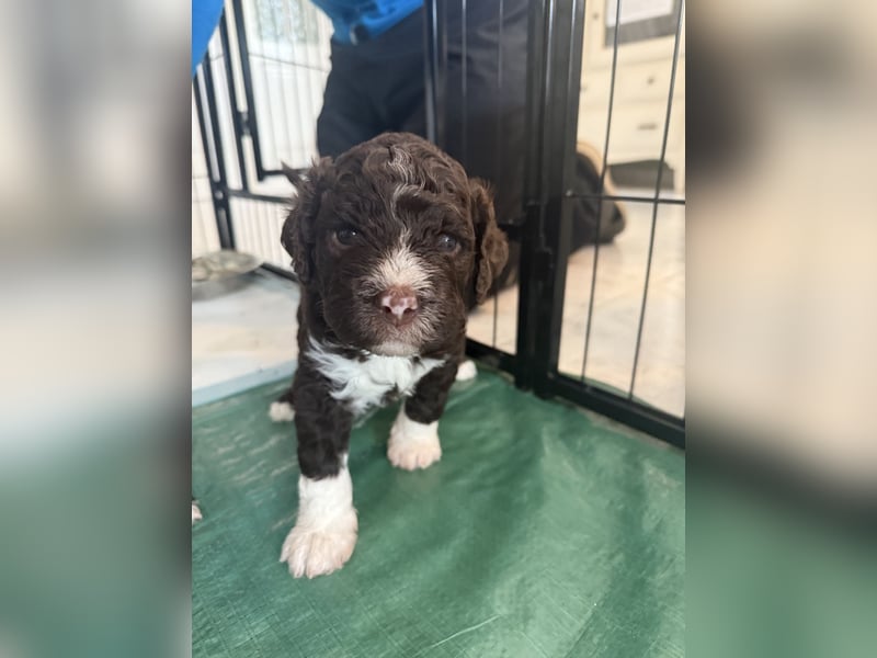 Lagotto Romagnolo Welpen reinrassige