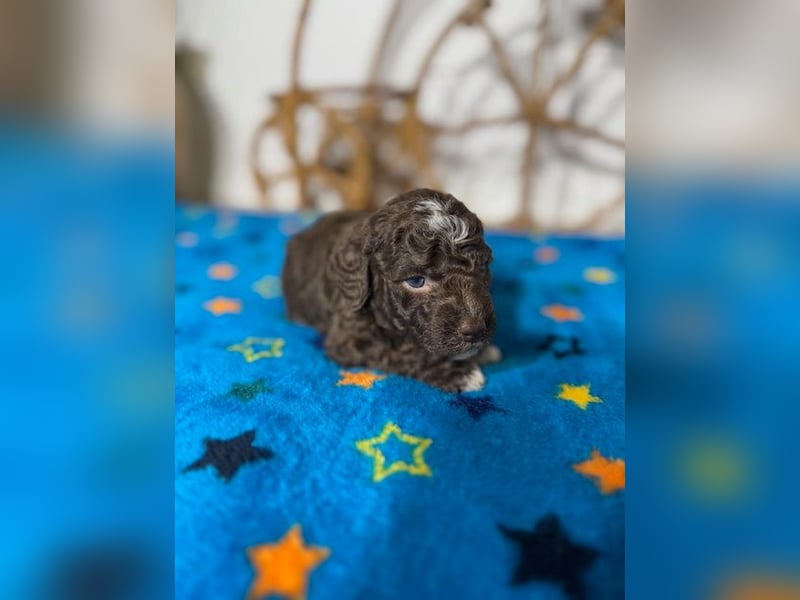 Lagotto Romagnolo Puppy FCI