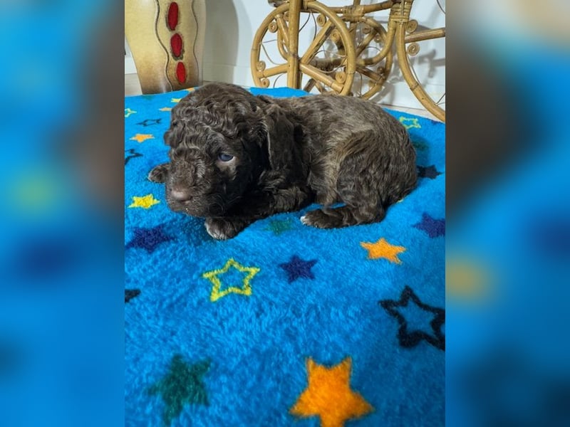 Lagotto Romagnolo Puppy FCI