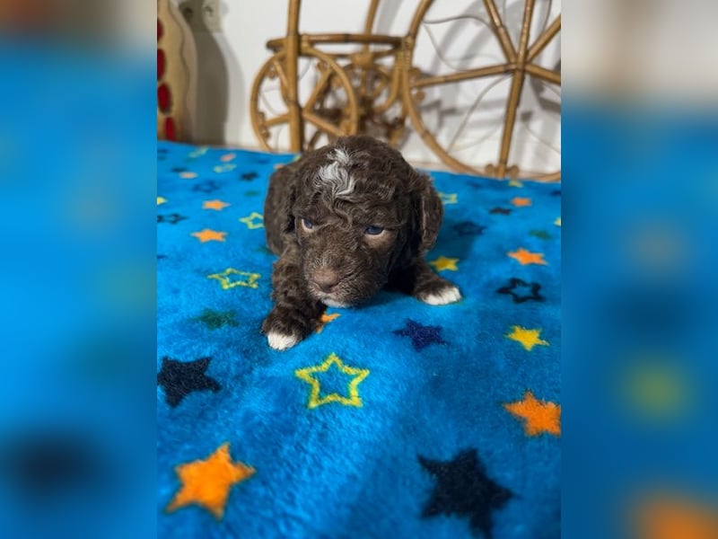 Lagotto Romagnolo Puppy FCI