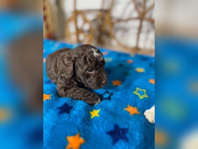 Lagotto Romagnolo Puppy FCI