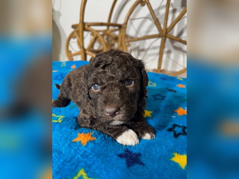 Lagotto Romagnolo Puppy FCI