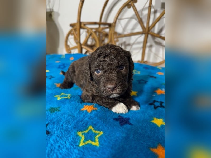 Lagotto Romagnolo Puppy FCI