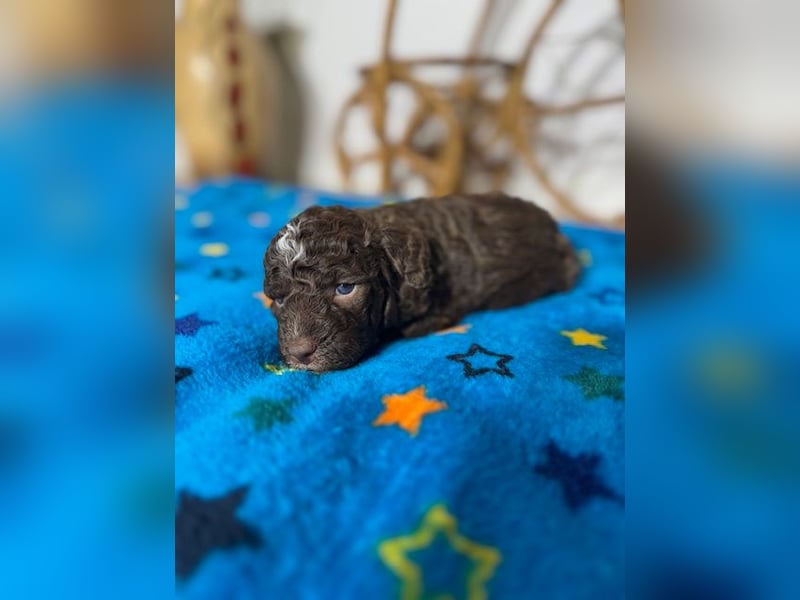 Lagotto Romagnolo Puppy FCI