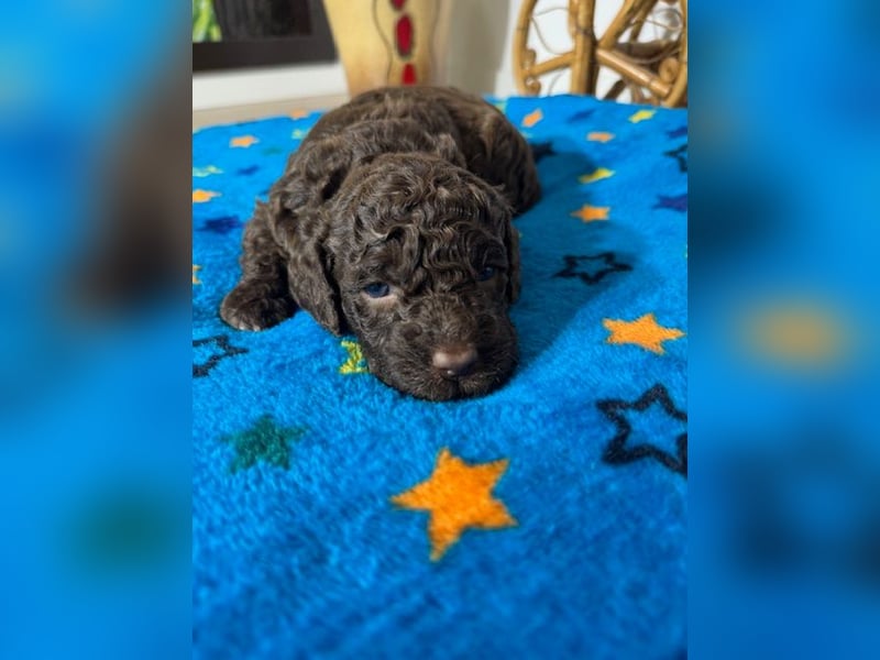 Lagotto Romagnolo Puppy FCI