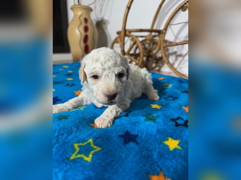 Lagotto Romagnolo Puppy FCI