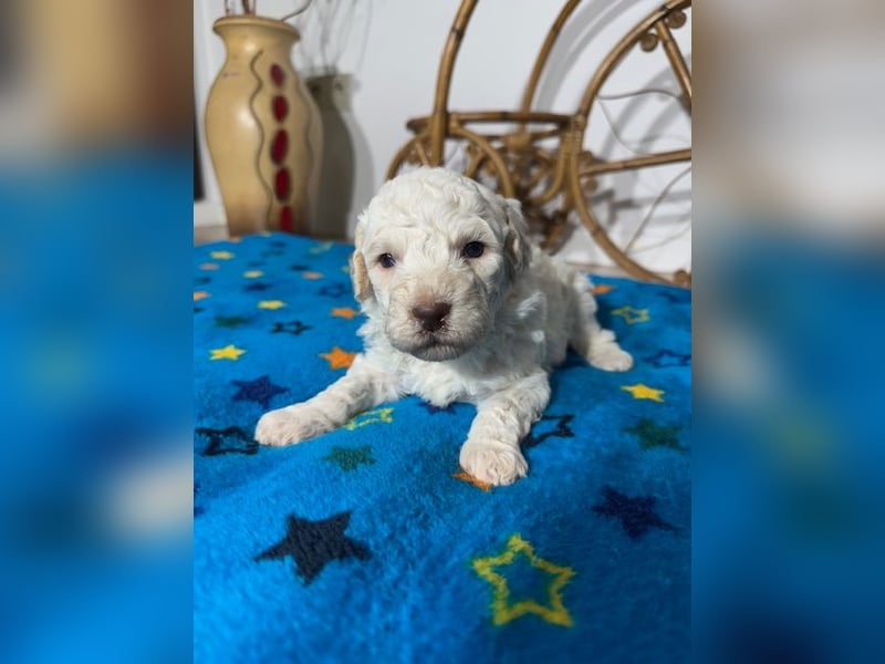 Lagotto Romagnolo Puppy FCI