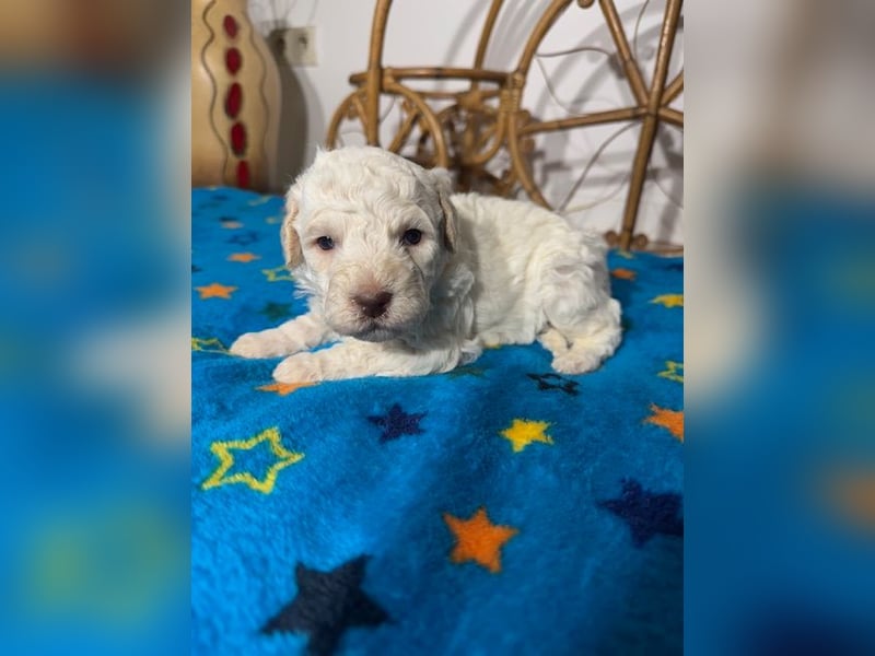 Lagotto Romagnolo Puppy FCI