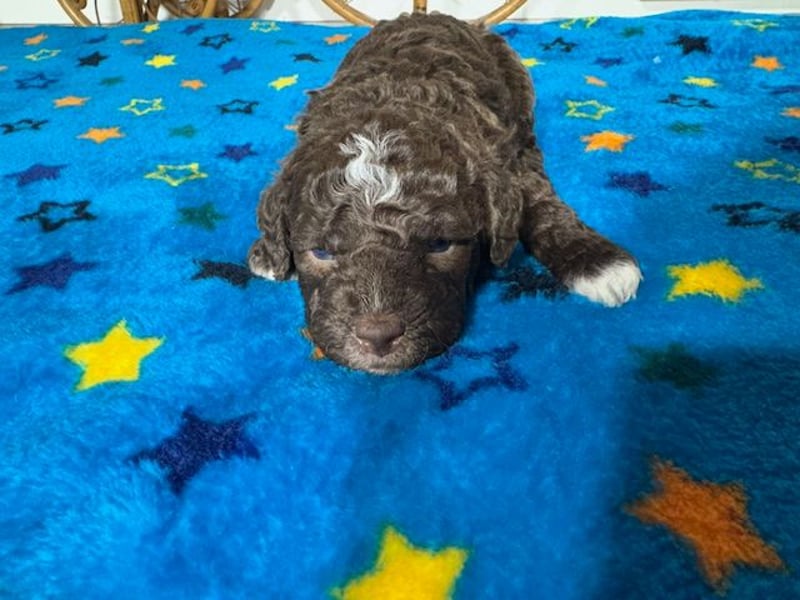 Lagotto Romagnolo Puppy FCI