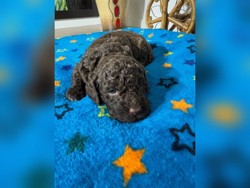 Lagotto Romagnolo Puppy FCI