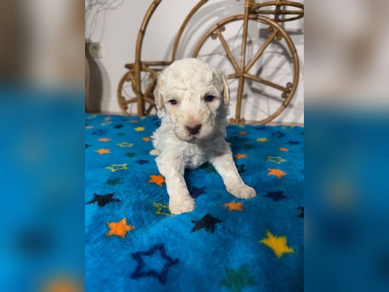 Lagotto Romagnolo Puppy FCI