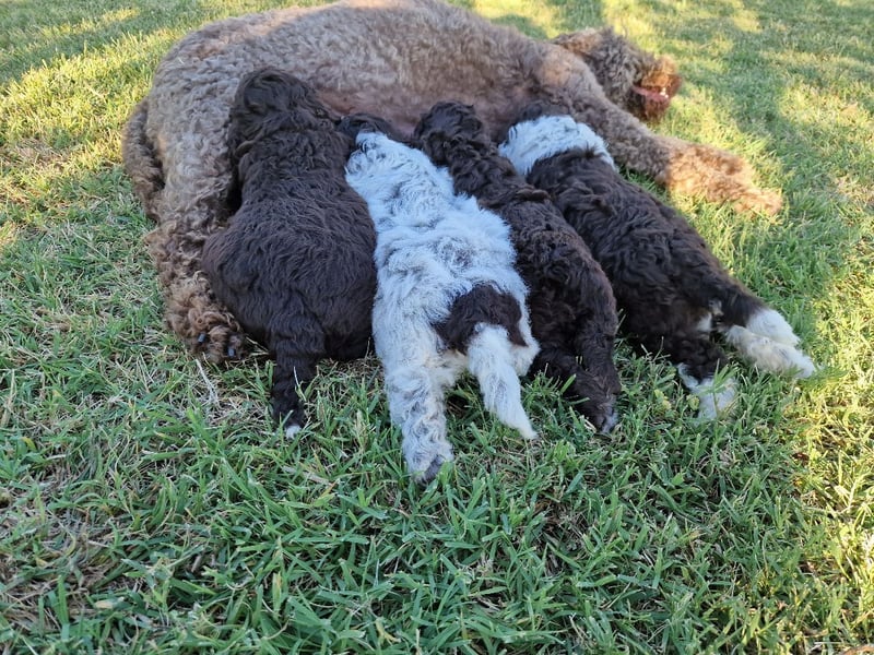 Lagotto con pedigre export