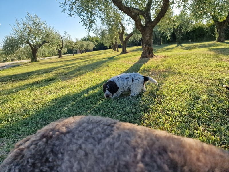Lagotto con pedigre export