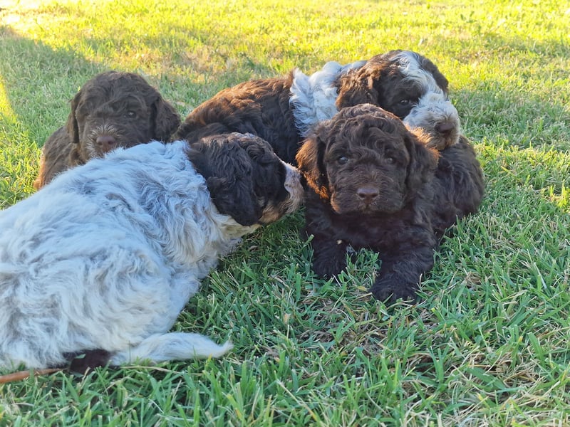 Lagotto con pedigre export