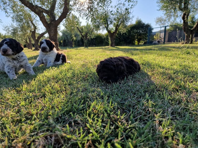Lagotto con pedigre export