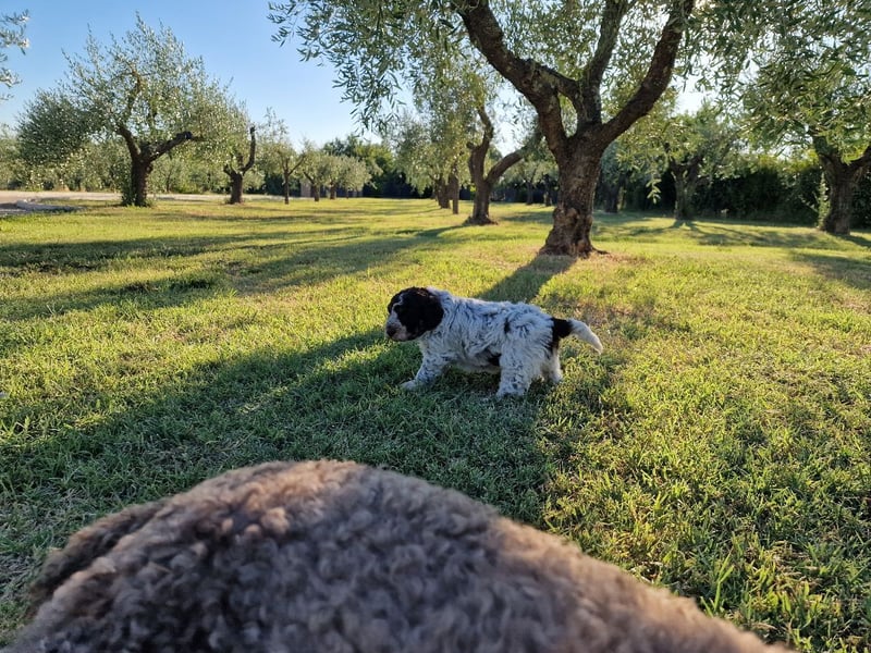 Lagotto con pedigre export