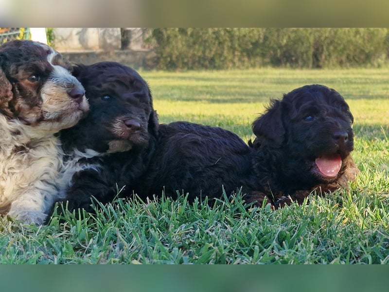 Lagotto con pedigre export