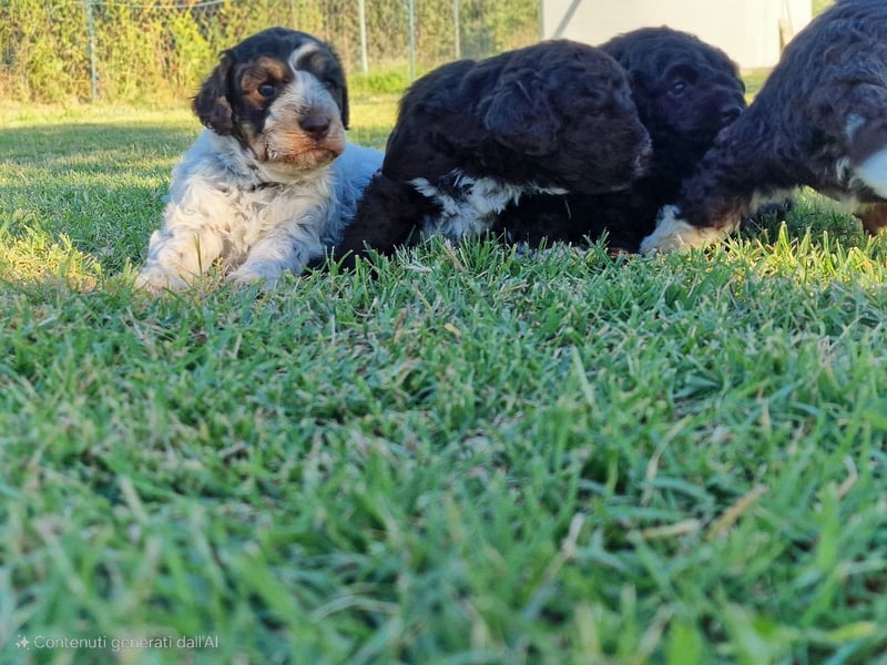 Lagotto con pedigre export