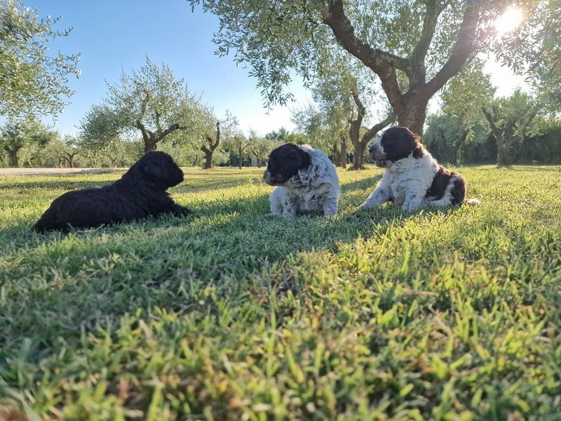 Lagotto con pedigre export