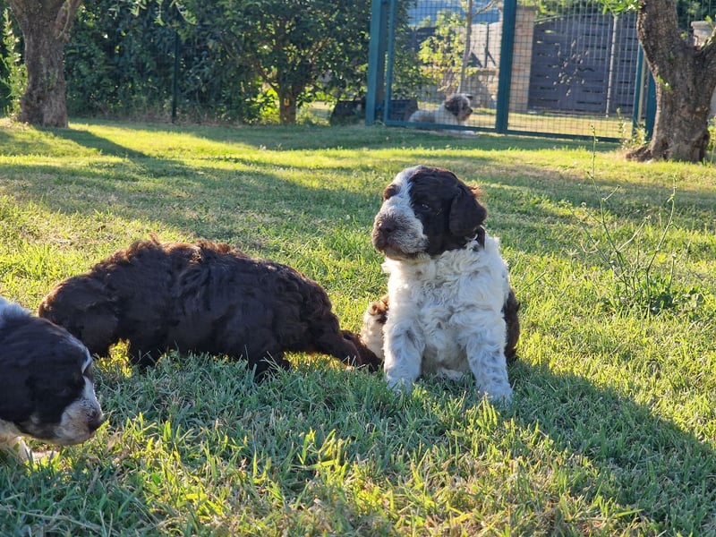 Lagotto con pedigre export