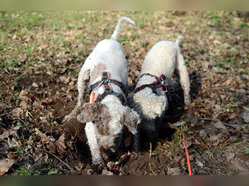 Lagotto Seniorin sucht Alterswohnsitz (reinrassig)