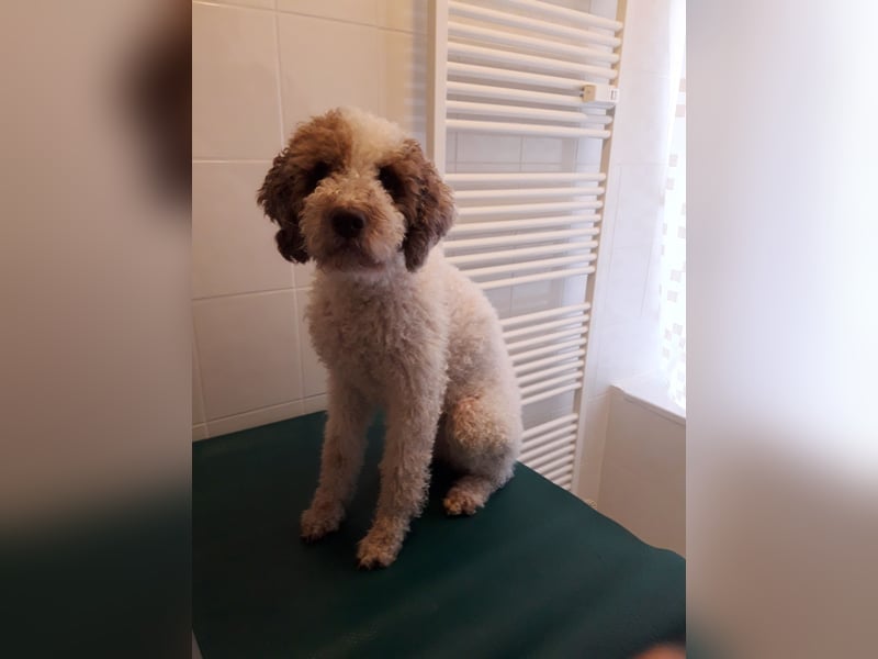Lagotto Seniorin sucht Alterswohnsitz (reinrassig)