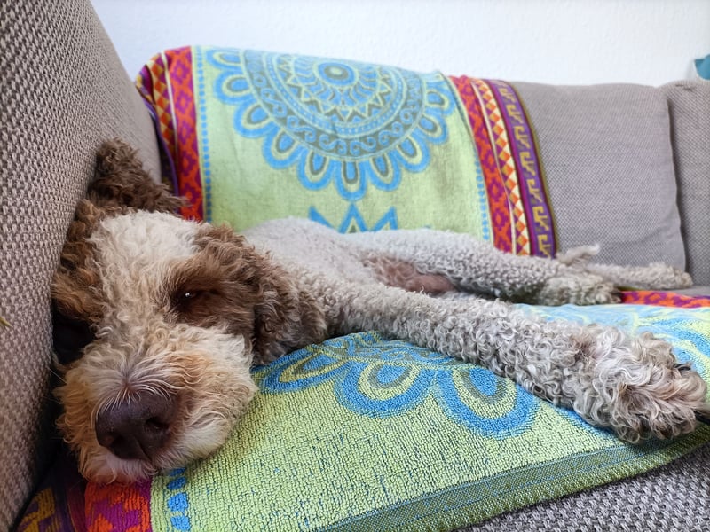 Lagotto Seniorin sucht Alterswohnsitz (reinrassig)