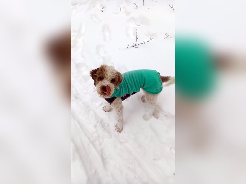 Lagotto Seniorin sucht Alterswohnsitz (reinrassig)