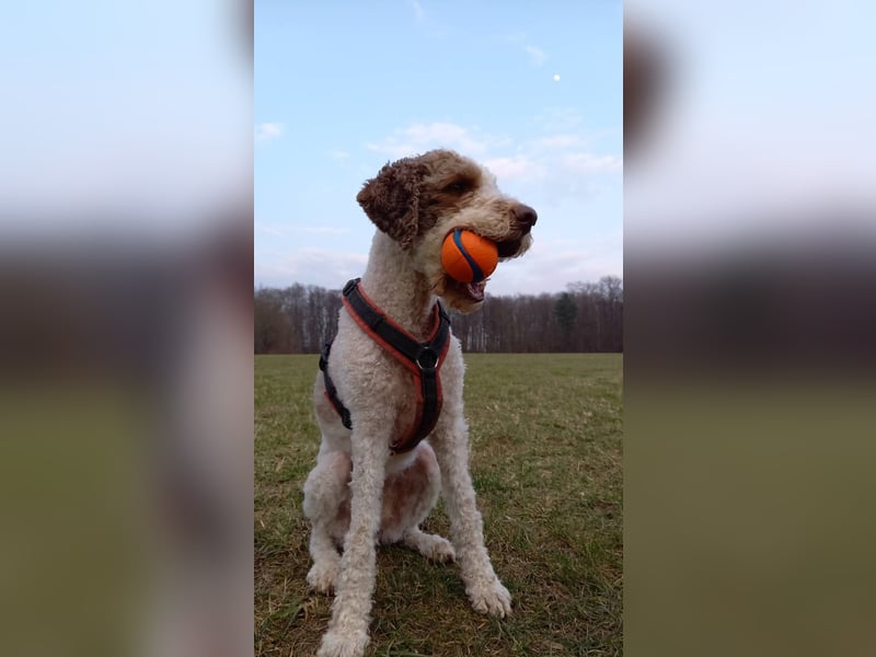 Lagotto Seniorin sucht Alterswohnsitz (reinrassig)