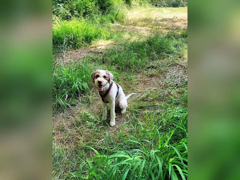 Lagotto Seniorin sucht Alterswohnsitz (reinrassig)