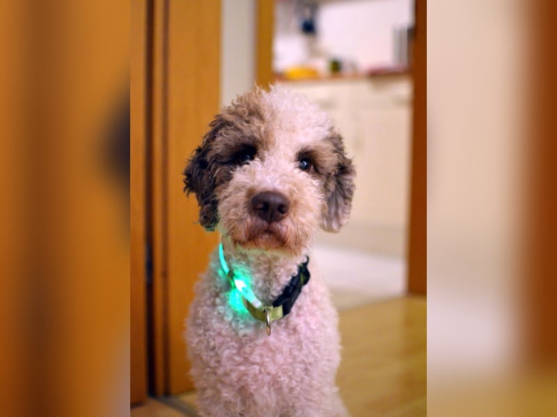 Lagotto Seniorin sucht Alterswohnsitz (reinrassig)