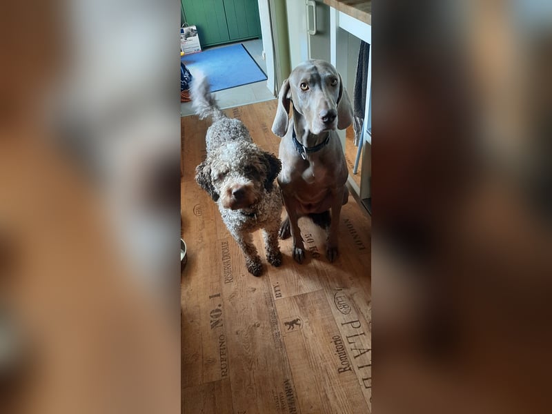 Reinrassige Lagotto Romagnolo Hündin