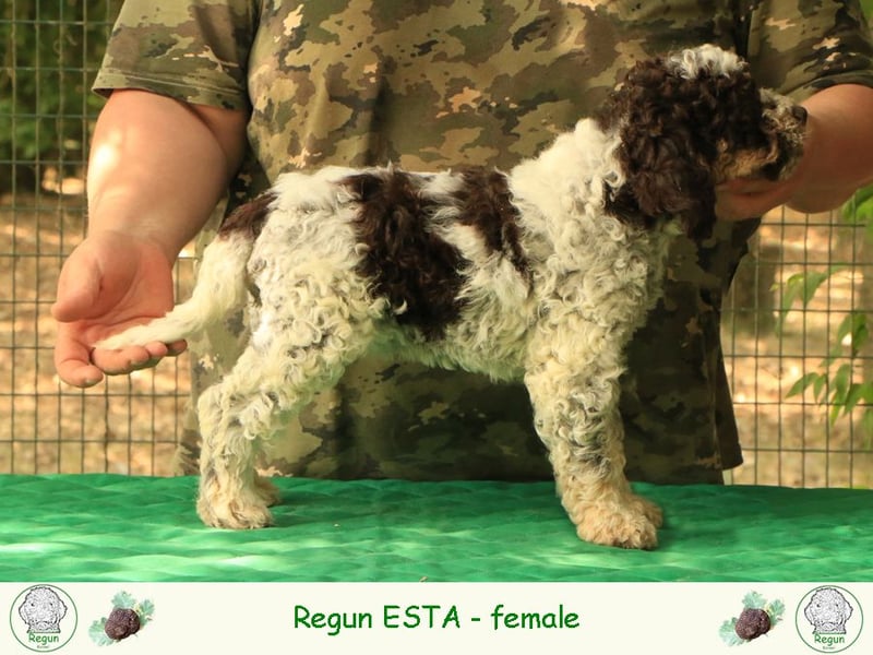 Lagotto romagnolo - puppy 8