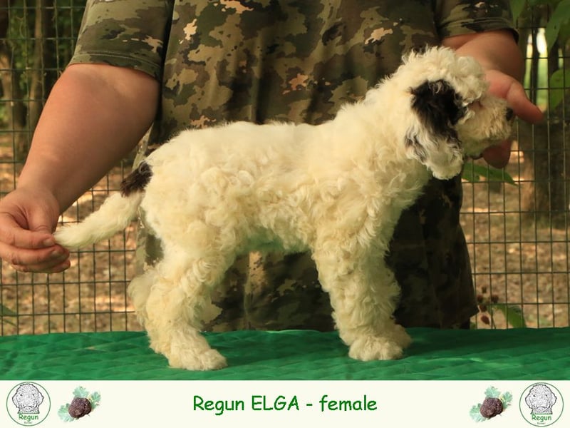 Lagotto romagnolo - puppy 5