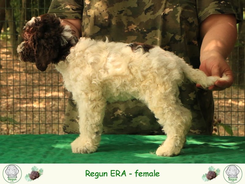 Lagotto romagnolo - puppy 6