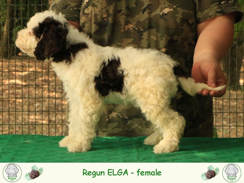 Lagotto romagnolo - puppy 5