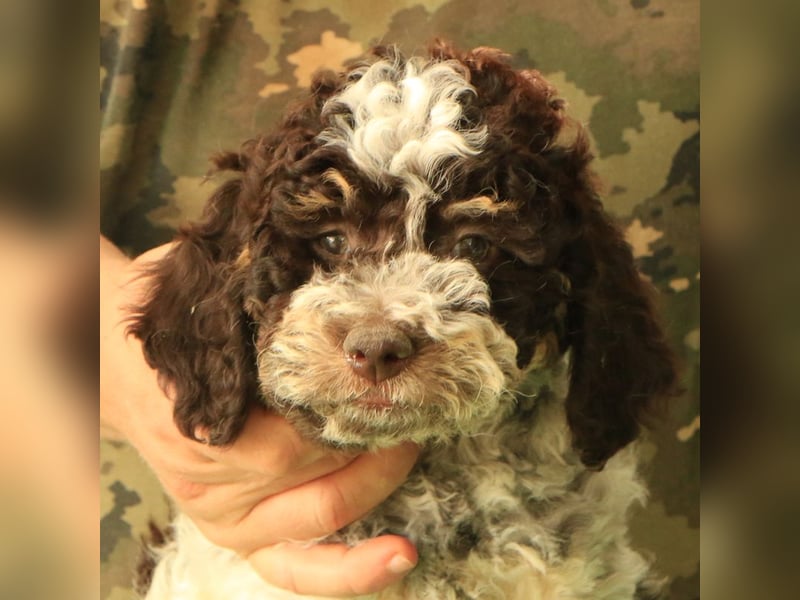 Lagotto romagnolo - puppy 8