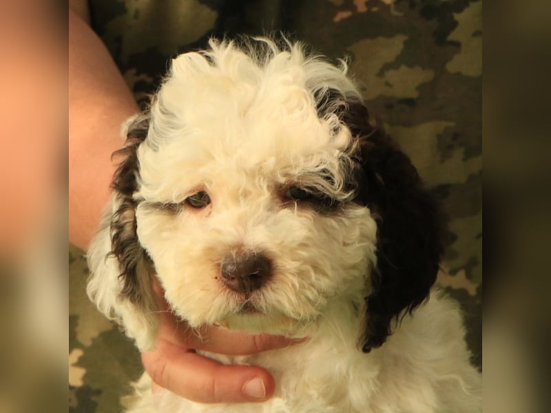 Lagotto romagnolo - puppy 5
