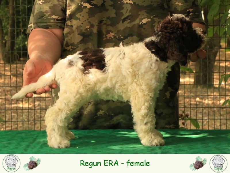 Lagotto romagnolo - puppy 6